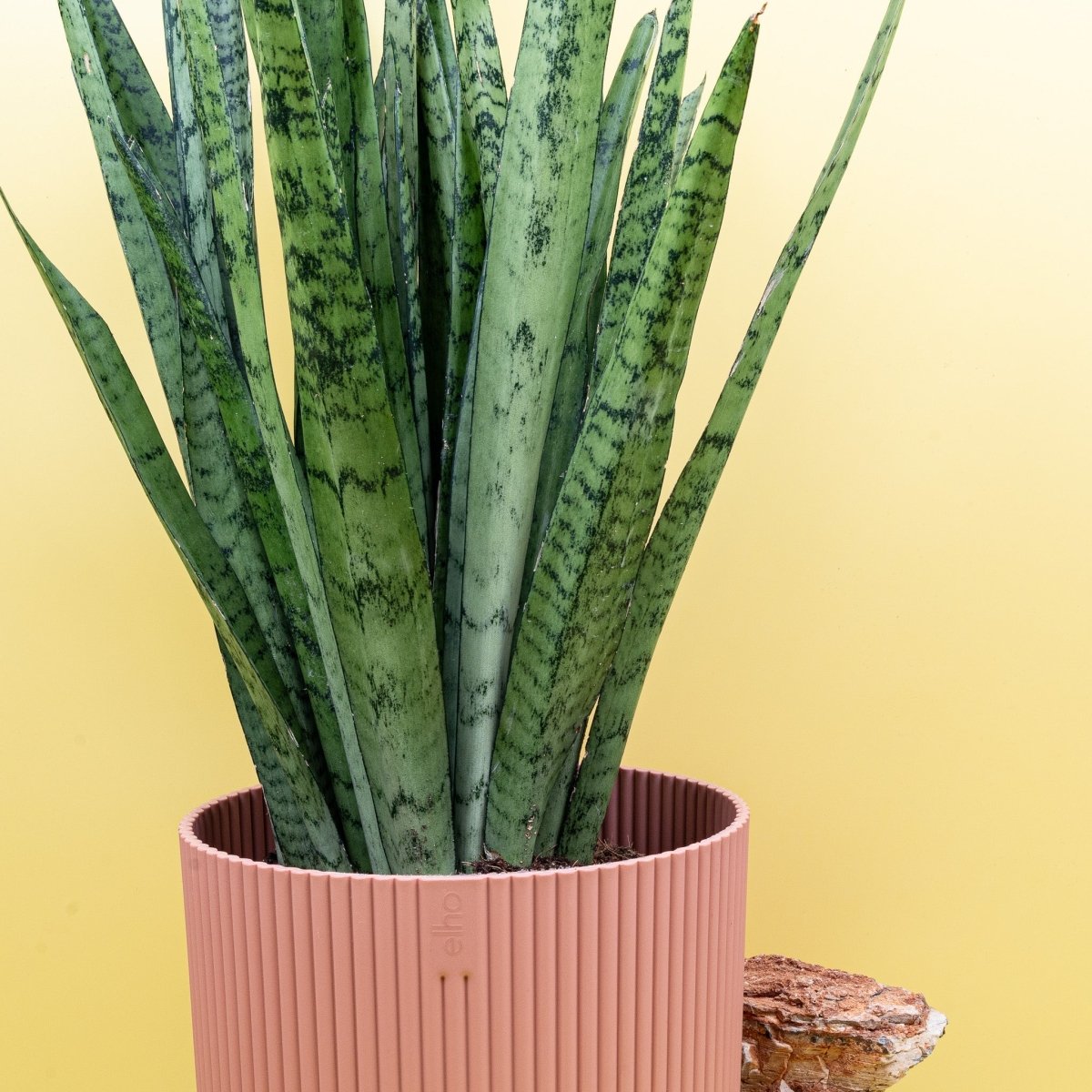 Sansevieria Silver Princess mit dunkelgrünen Blatträndern