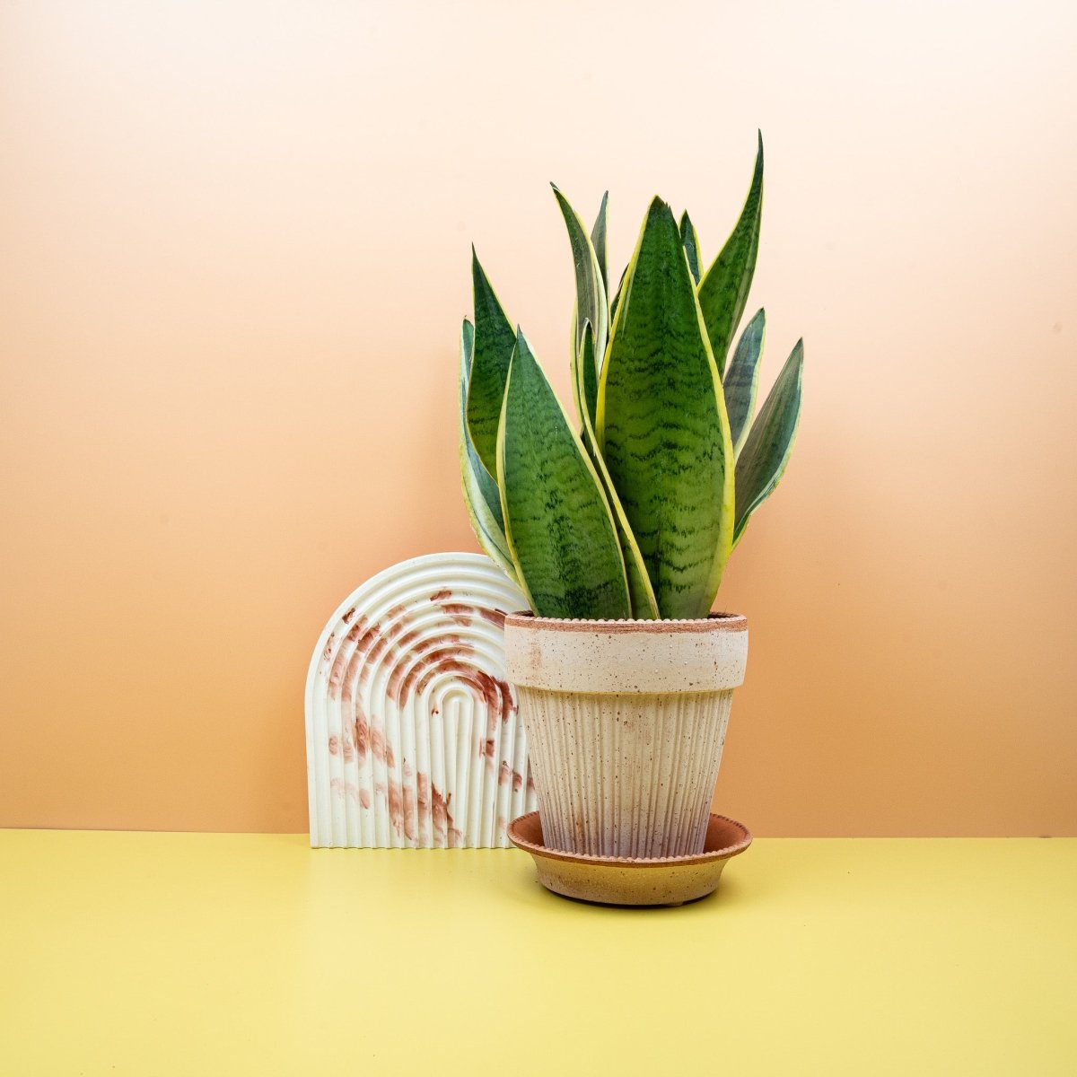 Sansevieria Snow White – Bogenhanf mit hellem Blattrand, aufrechter Wuchs