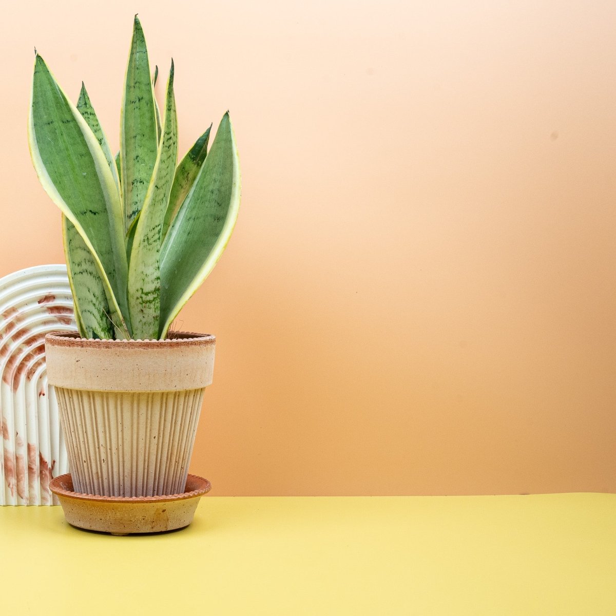 Sansevieria Snow White, schlanke elegante Blätter