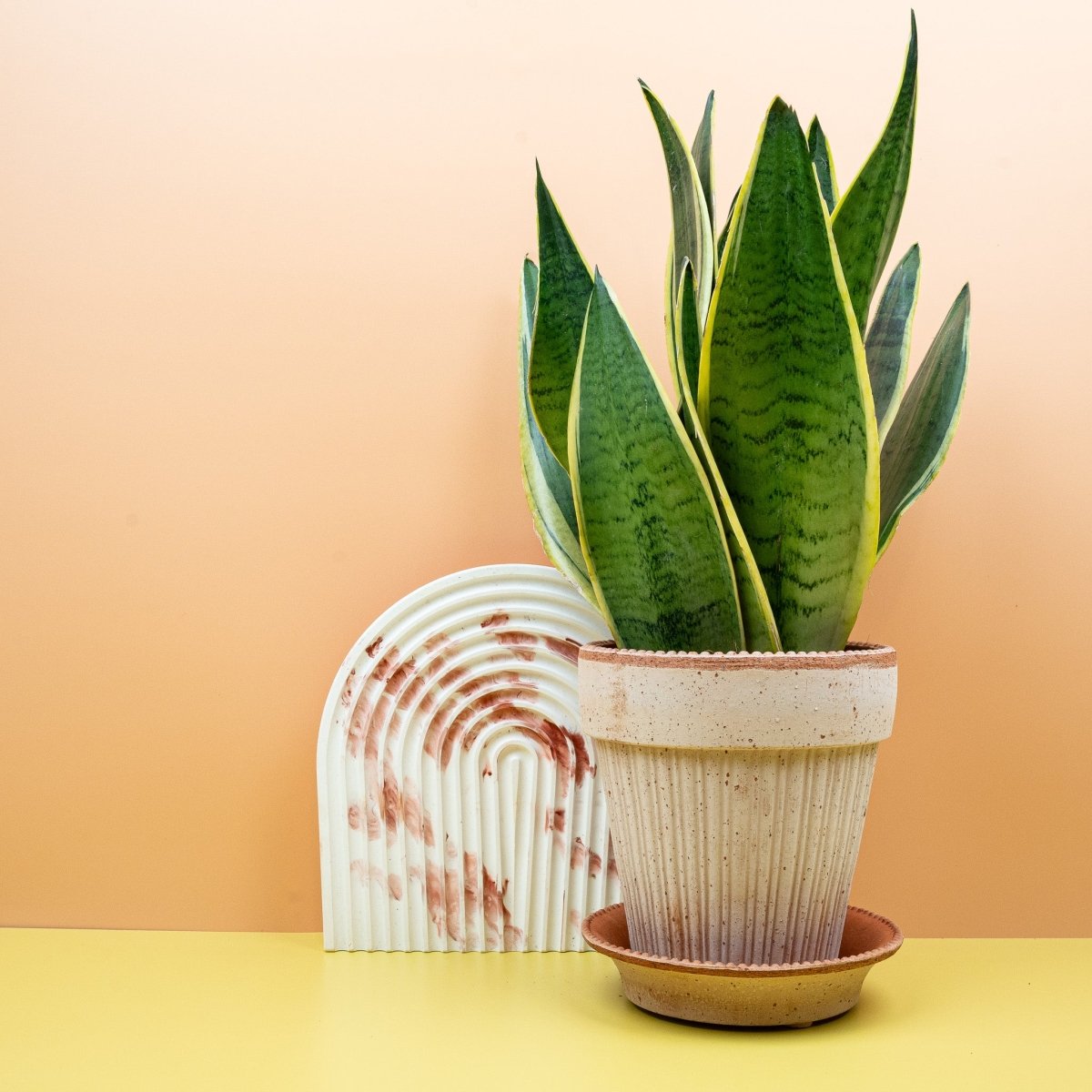 Sansevieria Snow White (Dracaena trifasciata) – pflegeleichte Zimmerpflanze