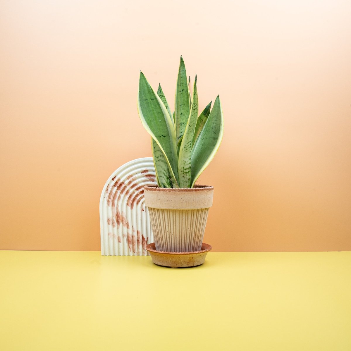 Sansevieria Snow White – Bogenhanf mit hellem Blattrand – potflourri