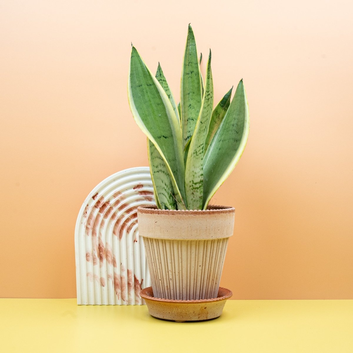 Sansevieria Snow White mit luftreinigenden Eigenschaften