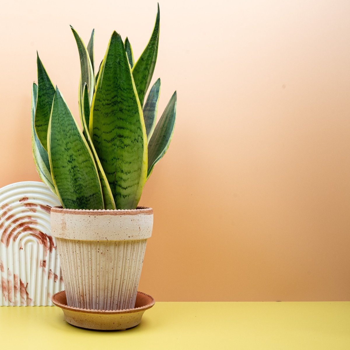 Sansevieria Snow White – schlanke graugrüne Blätter mit Querzeichnung