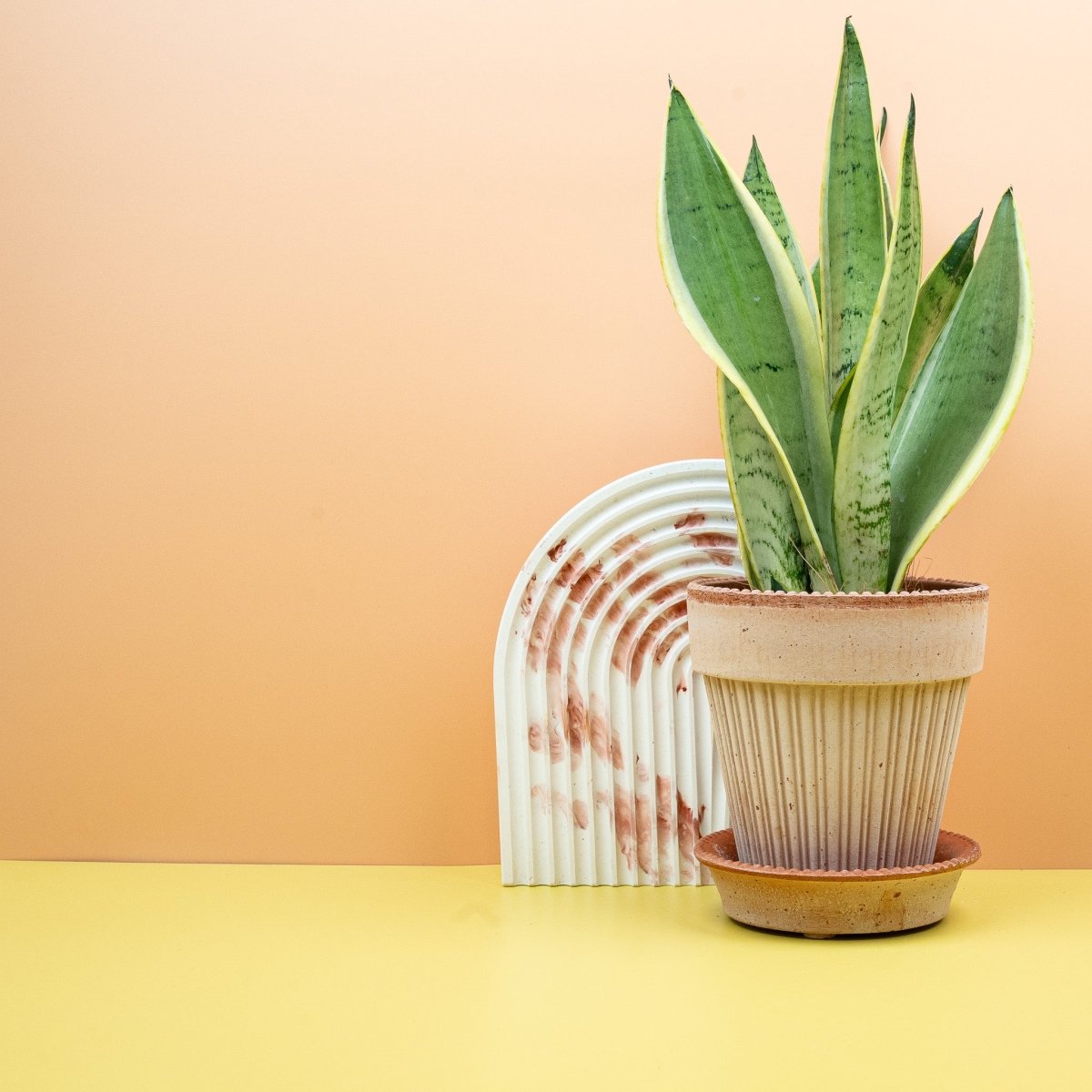 Sansevieria Snow White, robuste und pflegeleichte Pflanze