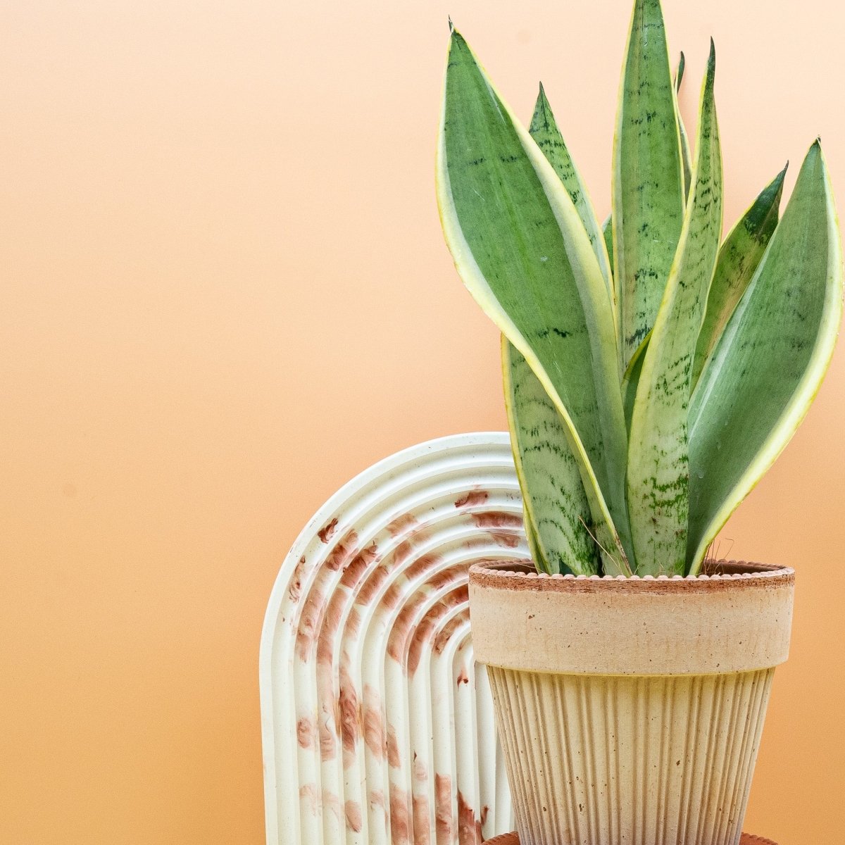Sansevieria Snow White, ideal für Büro und Wohnraum