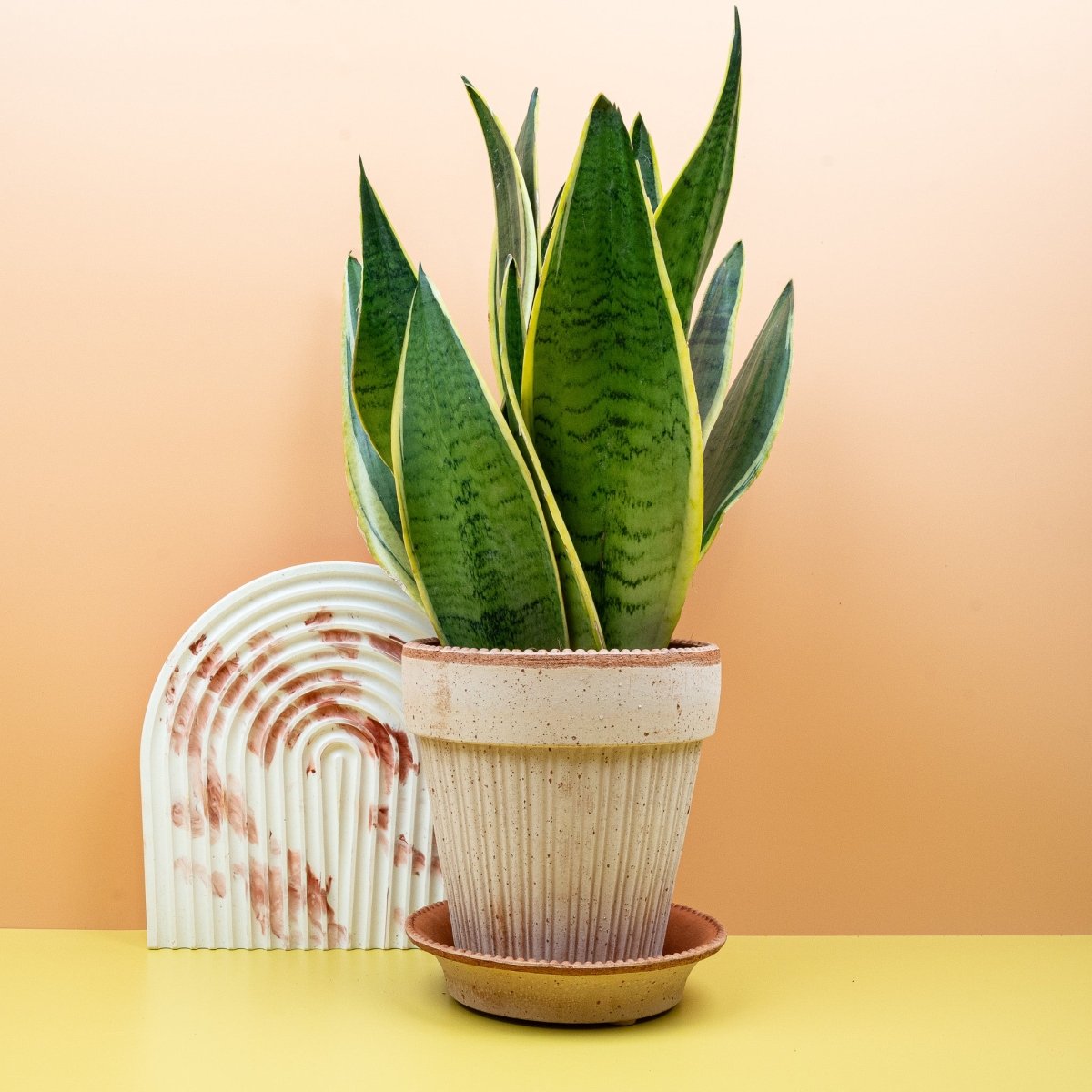 Sansevieria Snow White – Zimmerpflanze mit fleischigen Blättern