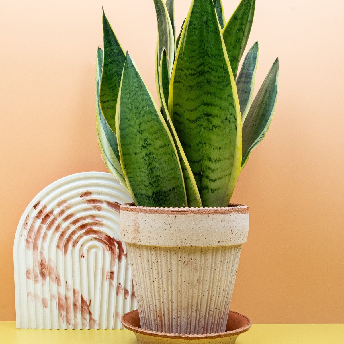 Sansevieria Snow White von potflourri – Bogenhanf mit hellem Rand