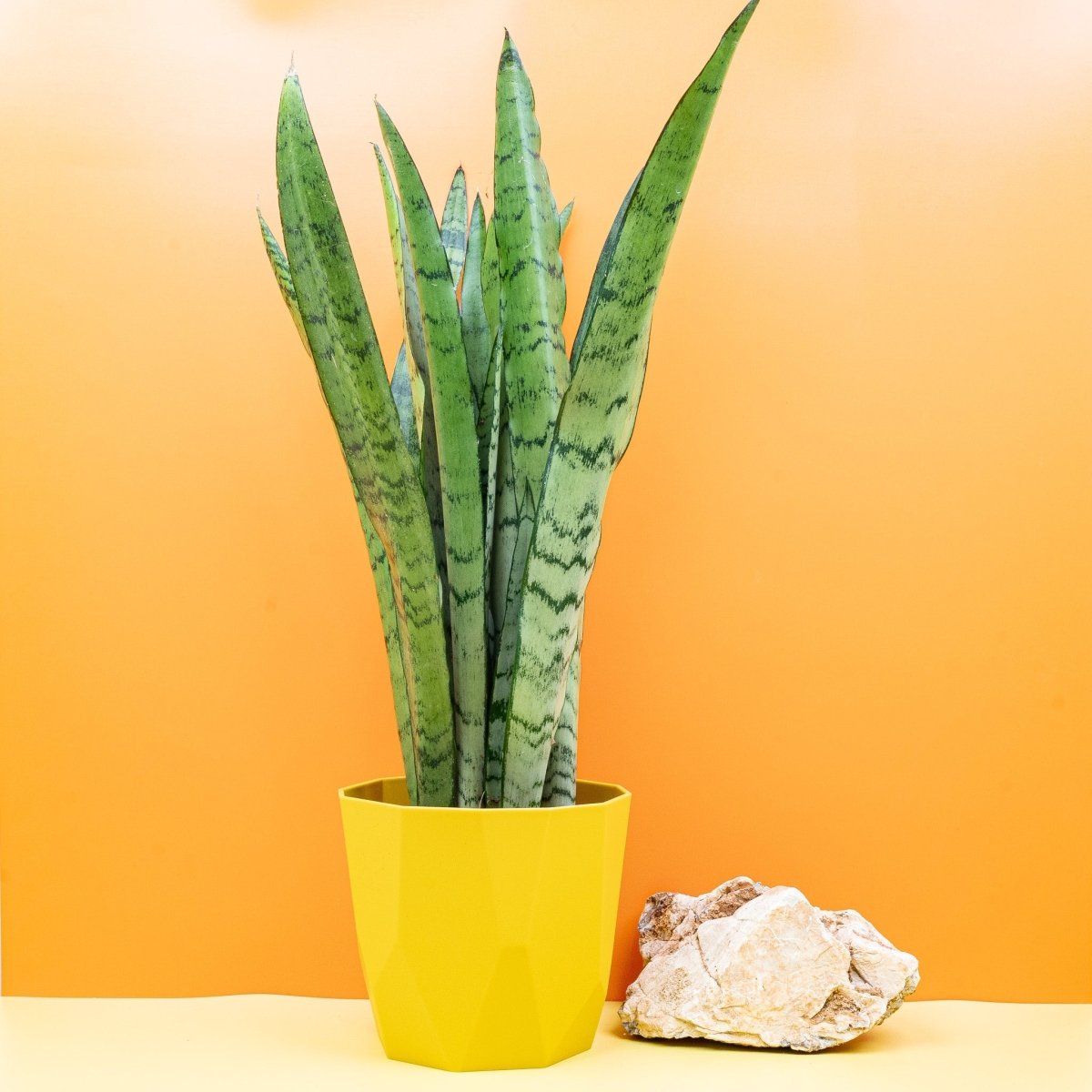 Sansevieria Spearmint, schlanke Blätter in Grün und Silber – potflourri