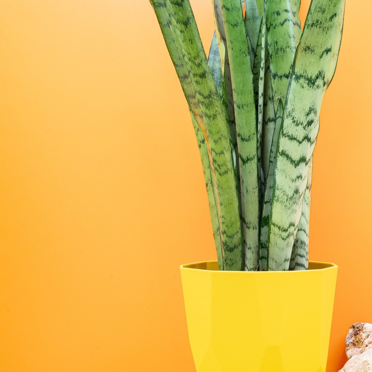 Sansevieria Spearmint, aufrechte Wuchsform