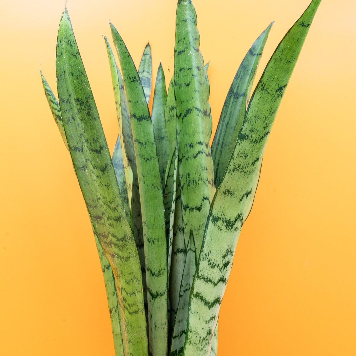 Sansevieria Spearmint, moderne Zimmerpflanze