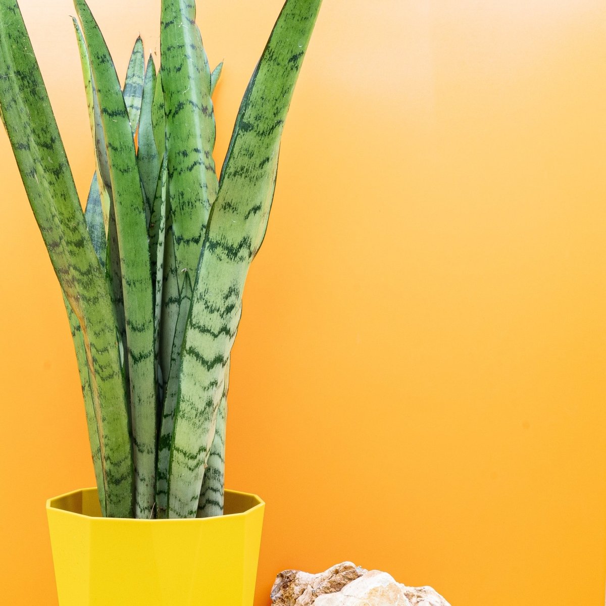 Sansevieria Spearmint, Blattstruktur im Detail