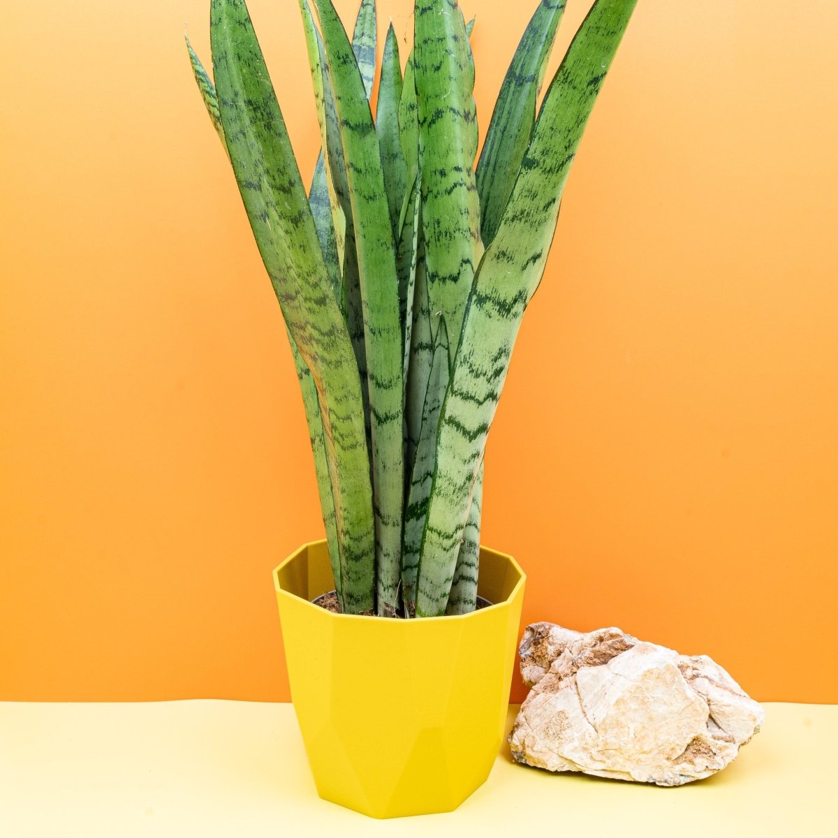 Sansevieria Spearmint, Gesamtansicht der Pflanze