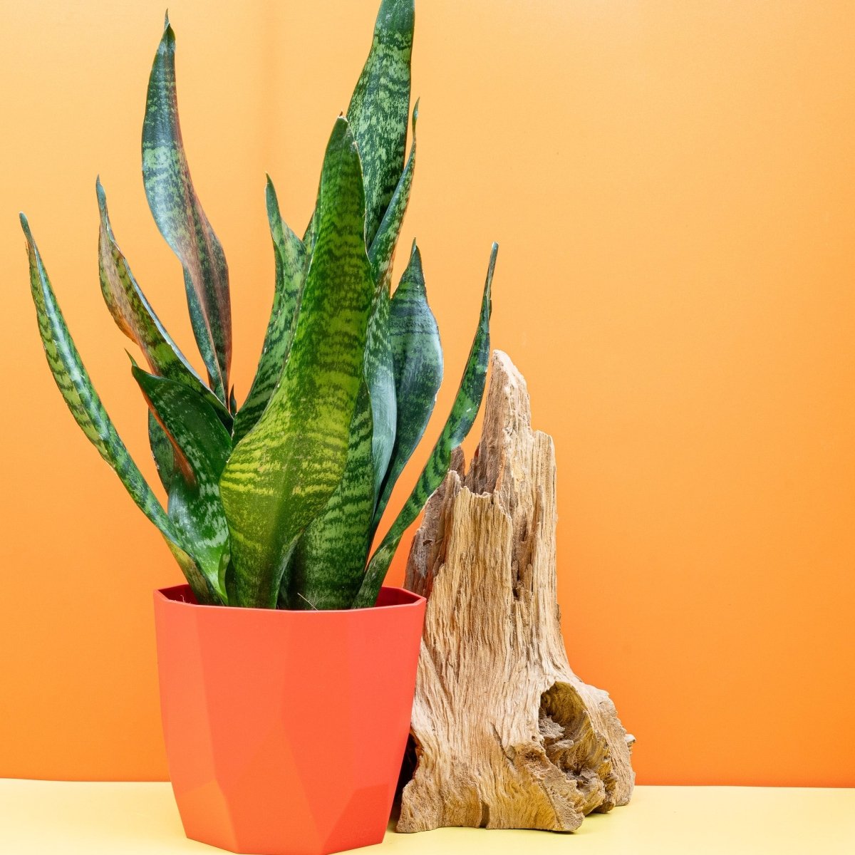 Sansevieria Super Green, aufrechte Wuchsform