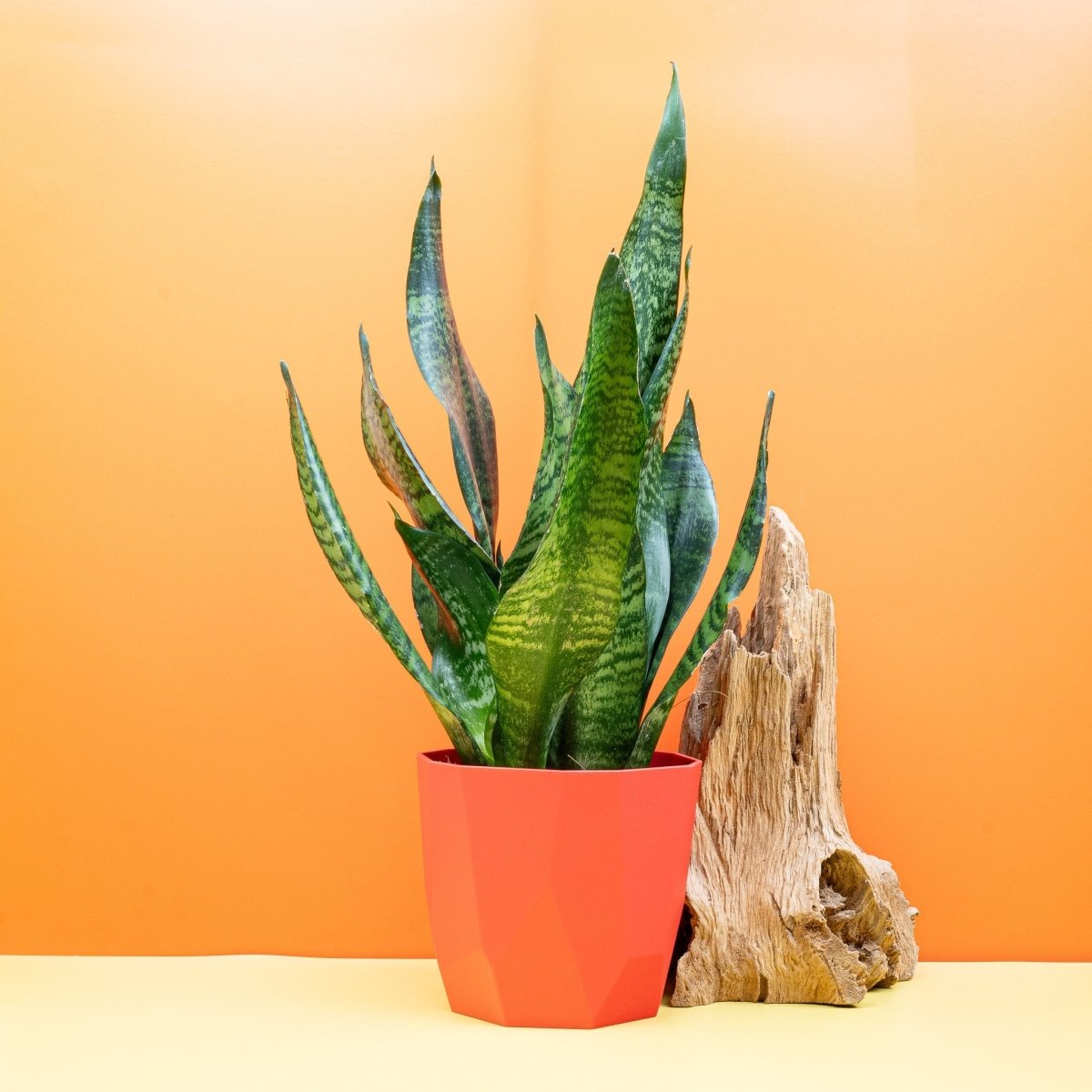 Sansevieria Super Green, kräftig grüne Blätter – potflourri