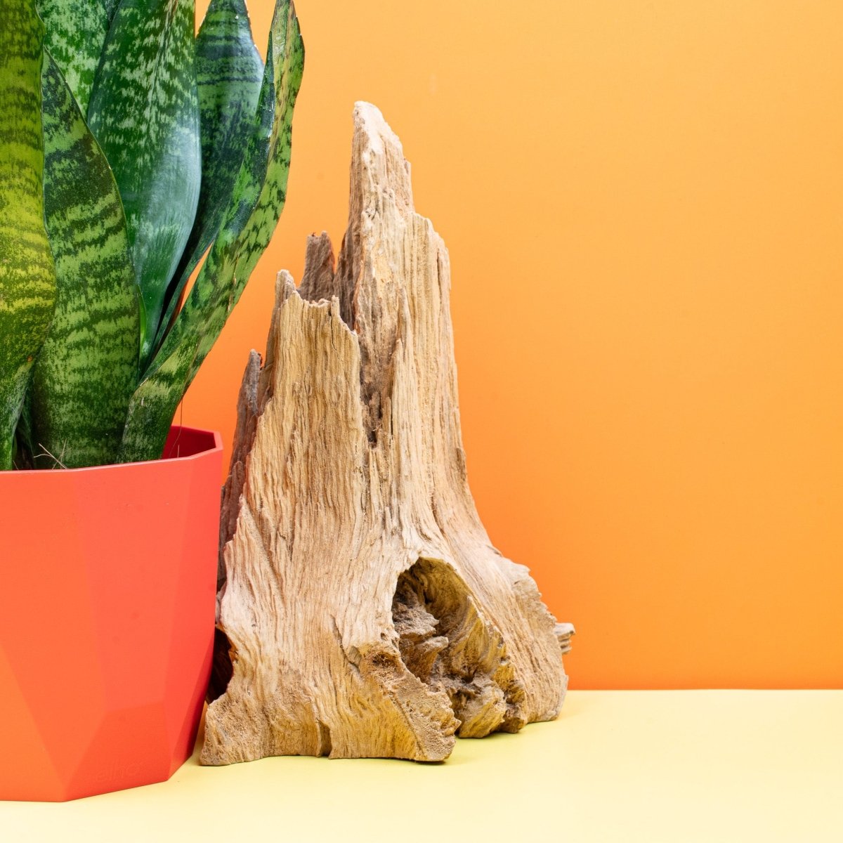 Sansevieria Super Green, robuste Zimmerpflanze