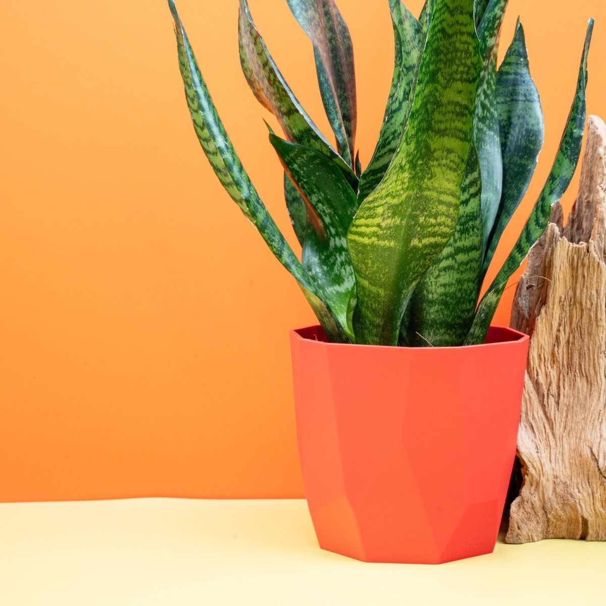 Sansevieria Super Green, Blattstruktur im Detail