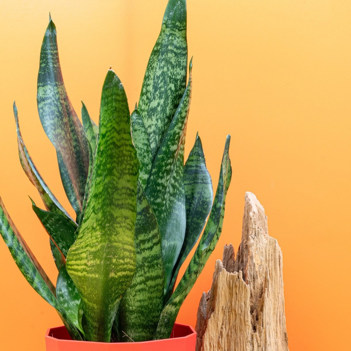 Sansevieria Super Green, junges Blatt im Wachstum