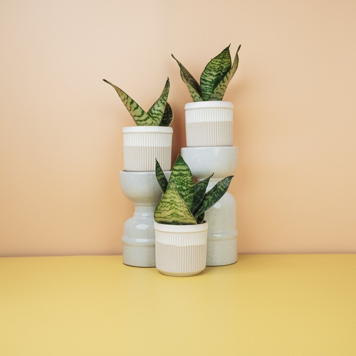 Sansevieria Trifasciata Hahnii – Bogenhanf mit gemusterten Blättern – potflourri