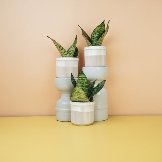 Sansevieria Trifasciata Hahnii – Bogenhanf mit gemusterten Blättern – potflourri