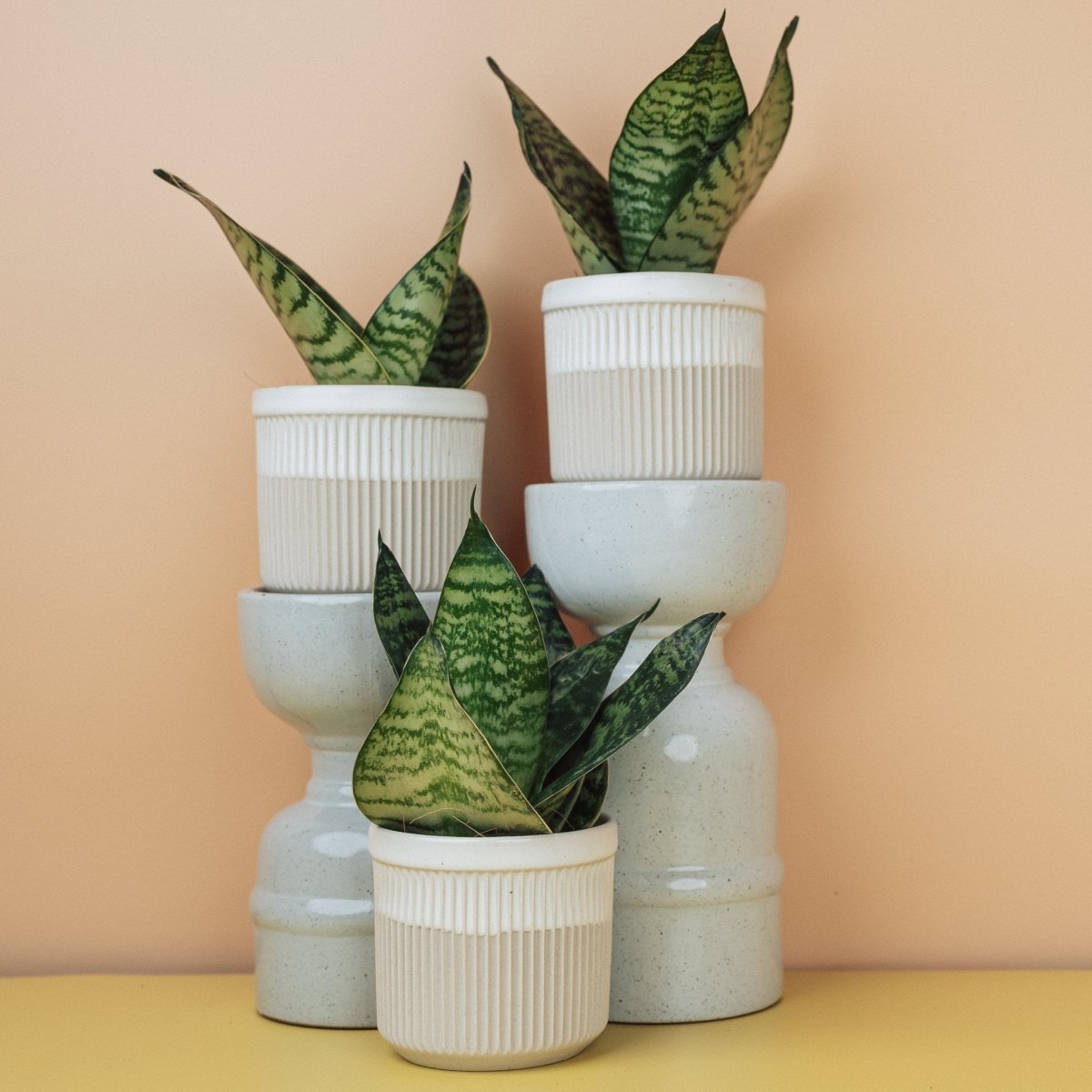 Sansevieria Hahnii mit querbänderten, sukkulenten Blättern