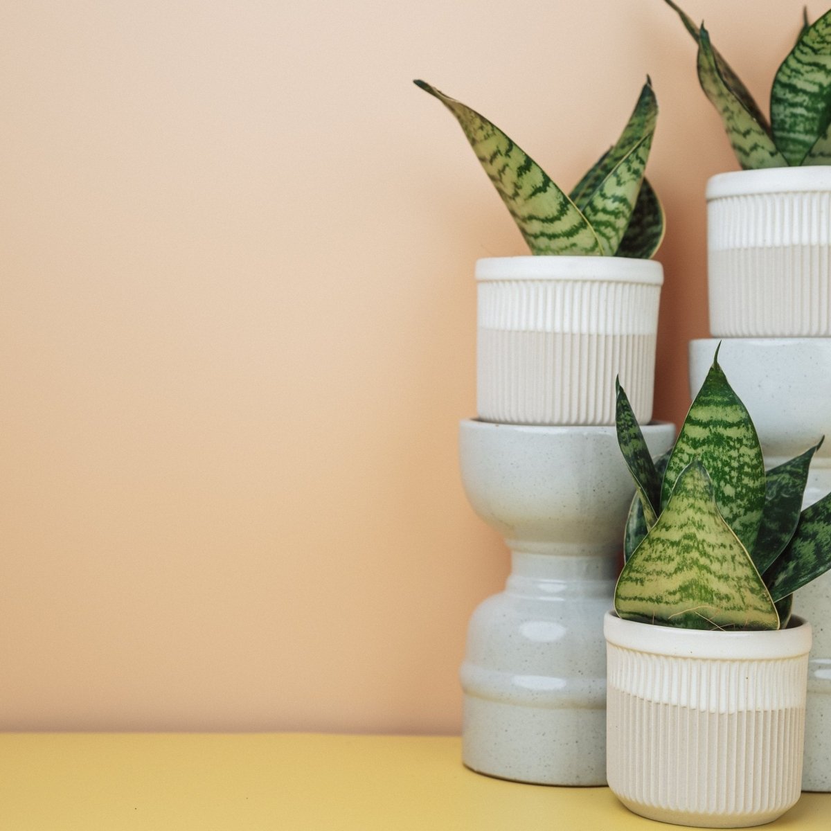 Sansevieria Trifasciata Hahnii – trichterförmige Zwergrosette