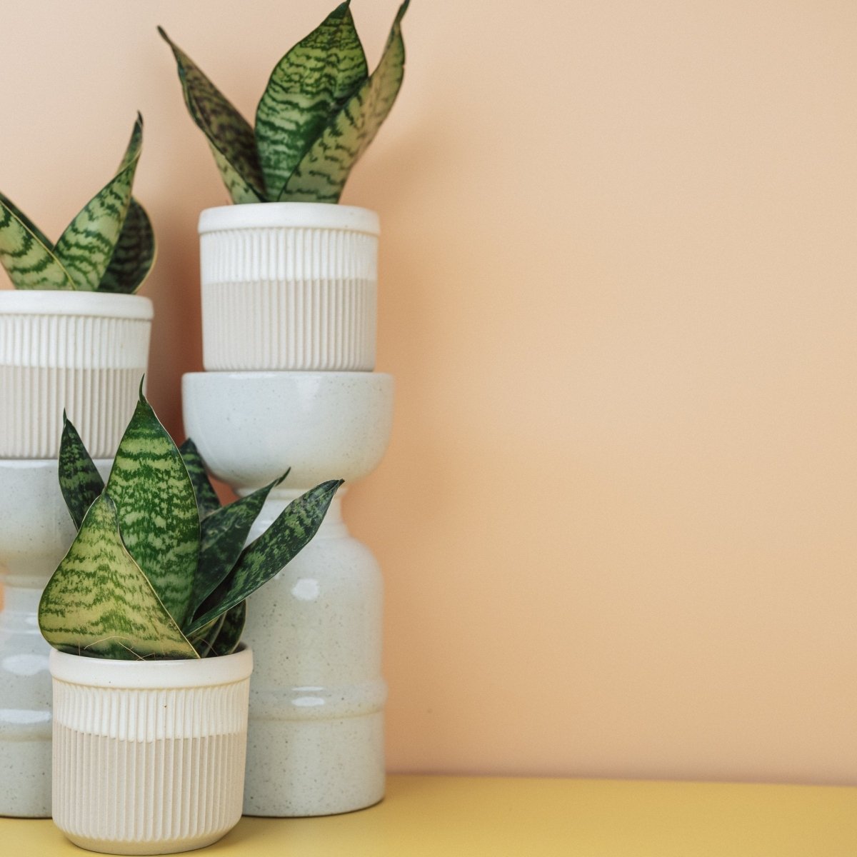 Sansevieria Trifasciata Hahnii, pflegeleicht für Einsteiger