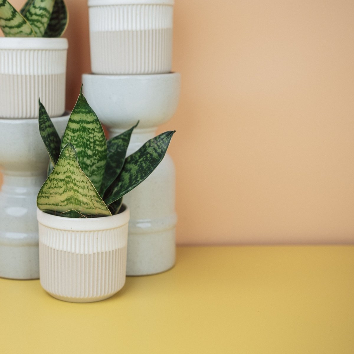 Sansevieria Trifasciata Hahnii benötigt nur selten Wasser