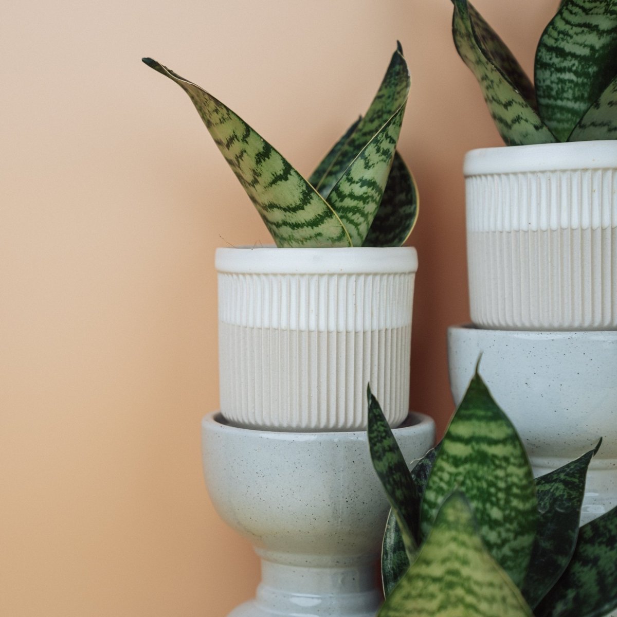 Dracaena trifasciata Hahnii – Zwerg-Bogenhanf im Kulturtopf – potflourri