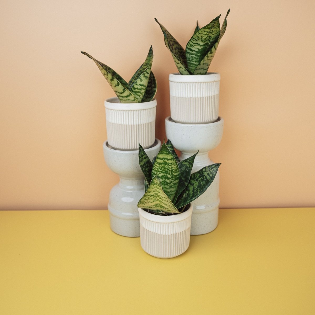 Sansevieria Trifasciata Hahnii passt sich schlechten Lichtverhältnissen an