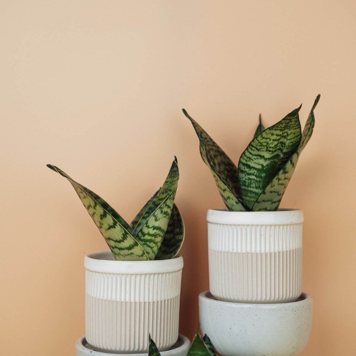 Sansevieria Trifasciata Hahnii, kompakte, buschige Blätter