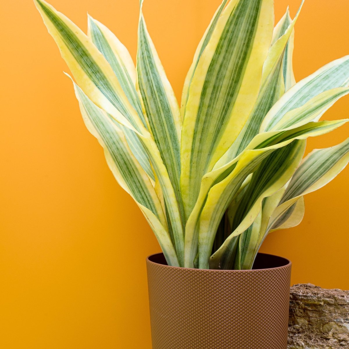 Sansevieria Yellowstone, aufrechte Wuchsform