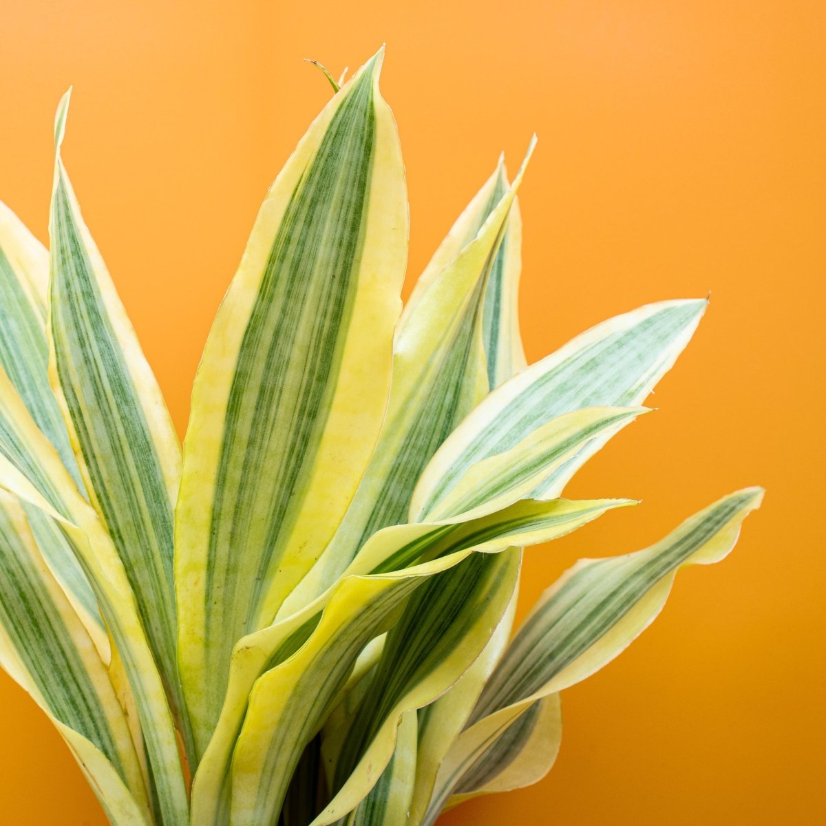 Sansevieria Yellowstone, Gesamtansicht der Pflanze