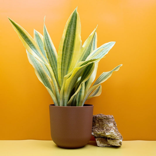 Sansevieria Yellowstone, gelb-panaschierte Blätter – potflourri