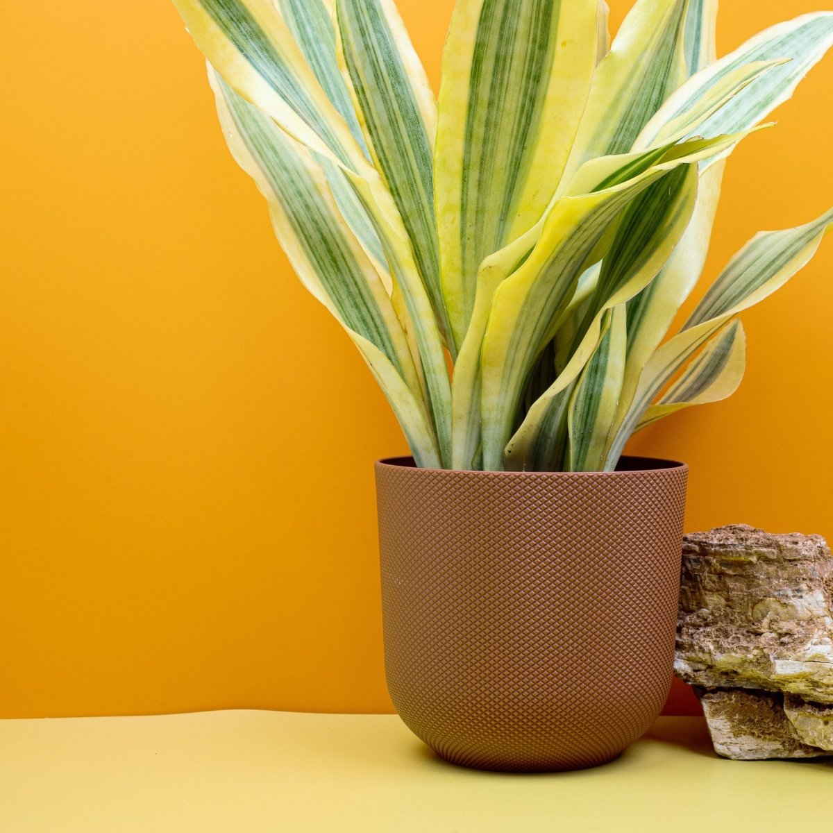 Sansevieria Yellowstone, Blattstruktur im Detail