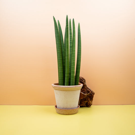 SANSEVIERIA CYLINDRICA STRAIGHT