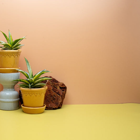 Sansevieria Gabriella Crown, kompakte Rosette mit gelbem Blattrand – potflourri
