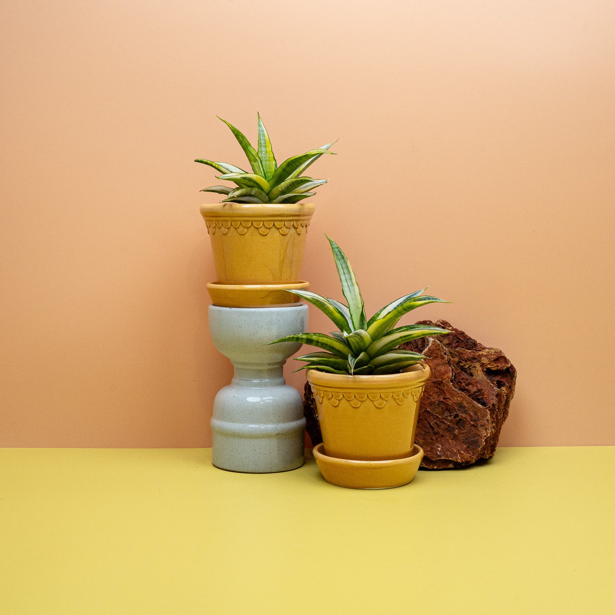 Sansevieria Gabriella Crown, kurze spitze Blätter in dichter Rosette