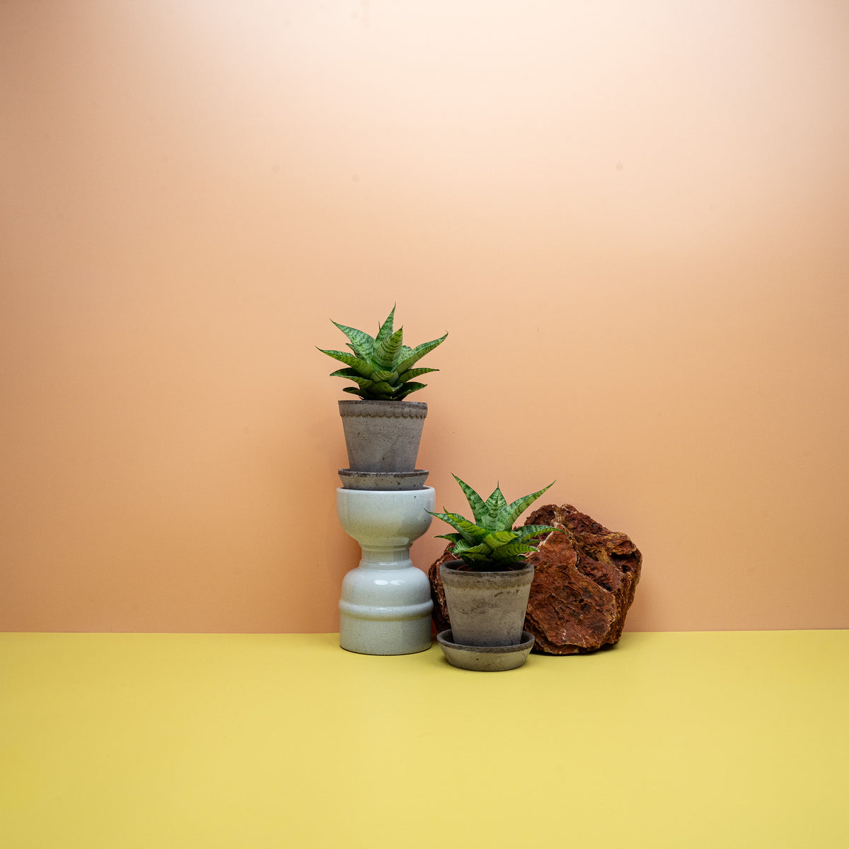 SANSEVIERIA GOJO