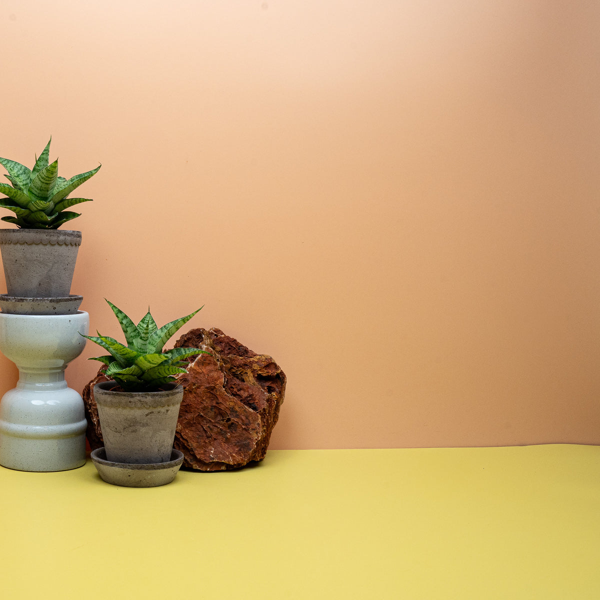 SANSEVIERIA GOJO