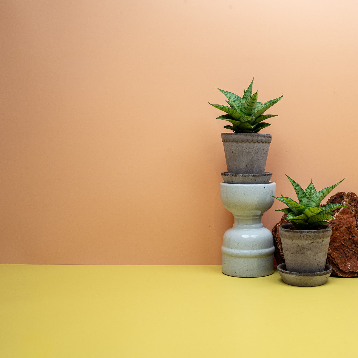 SANSEVIERIA GOJO