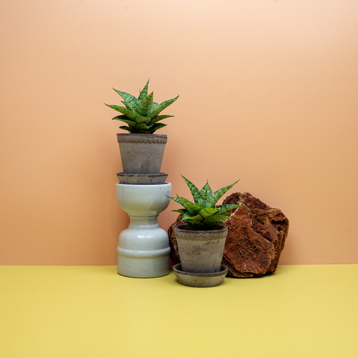 SANSEVIERIA GOJO