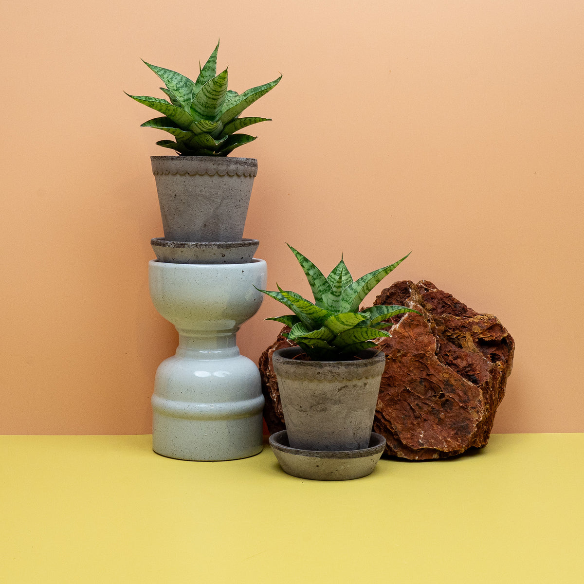 SANSEVIERIA GOJO