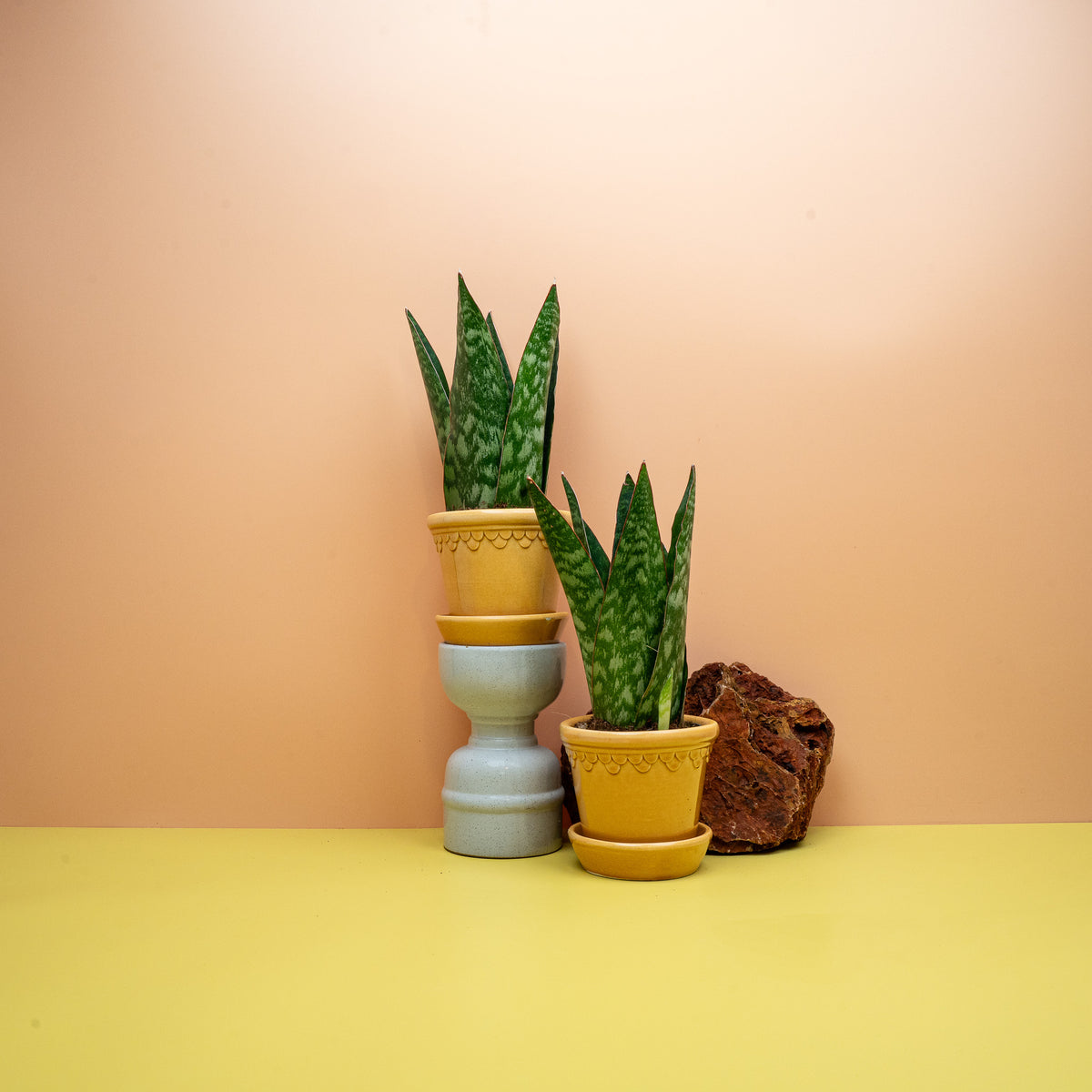 SANSEVIERIA JAMAIQUINA QUEEN