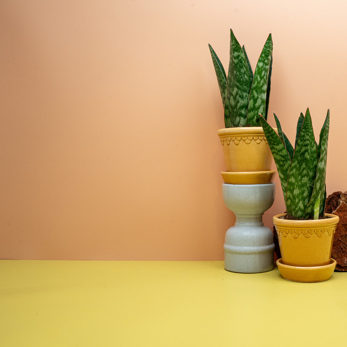 SANSEVIERIA JAMAIQUINA QUEEN