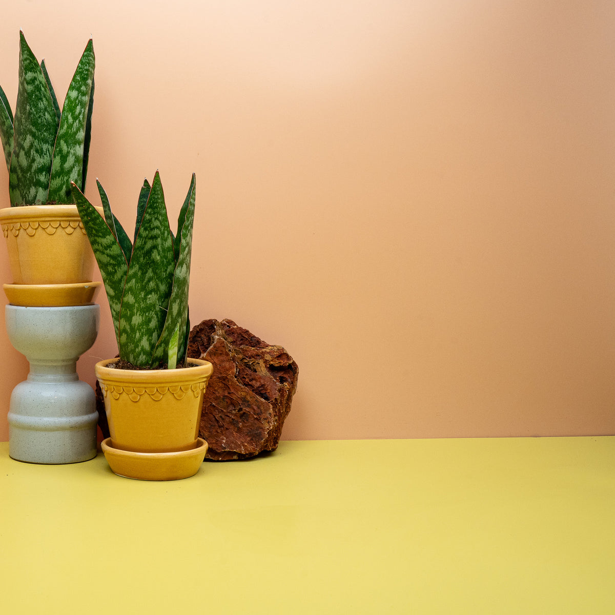SANSEVIERIA JAMAIQUINA QUEEN
