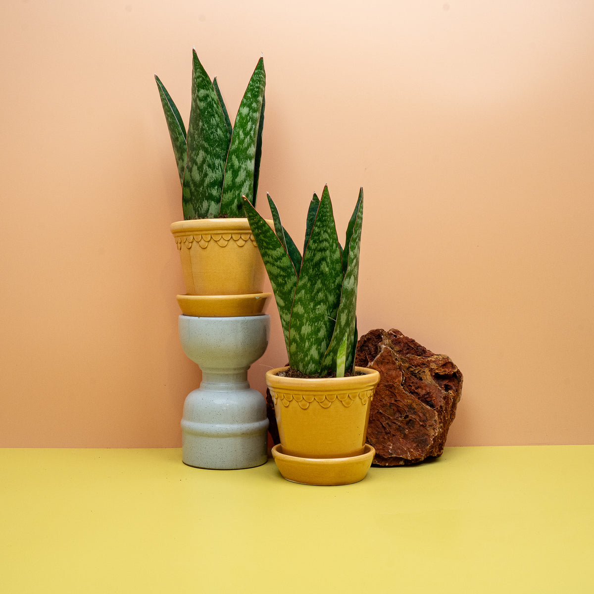 SANSEVIERIA JAMAIQUINA QUEEN
