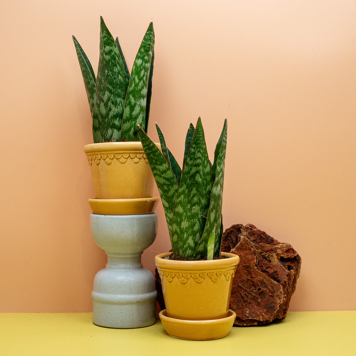 SANSEVIERIA JAMAIQUINA QUEEN