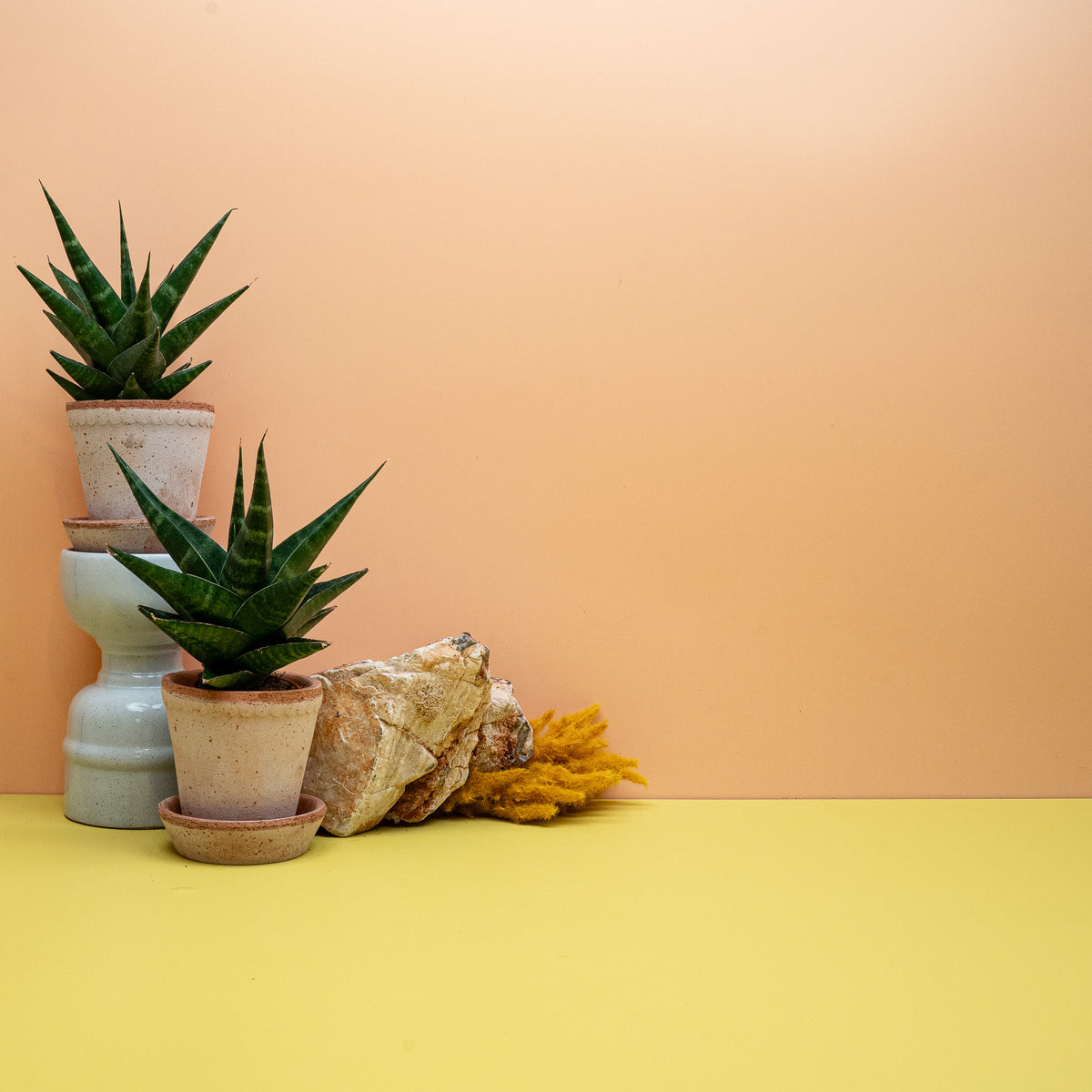 SANSEVIERIA KABATO