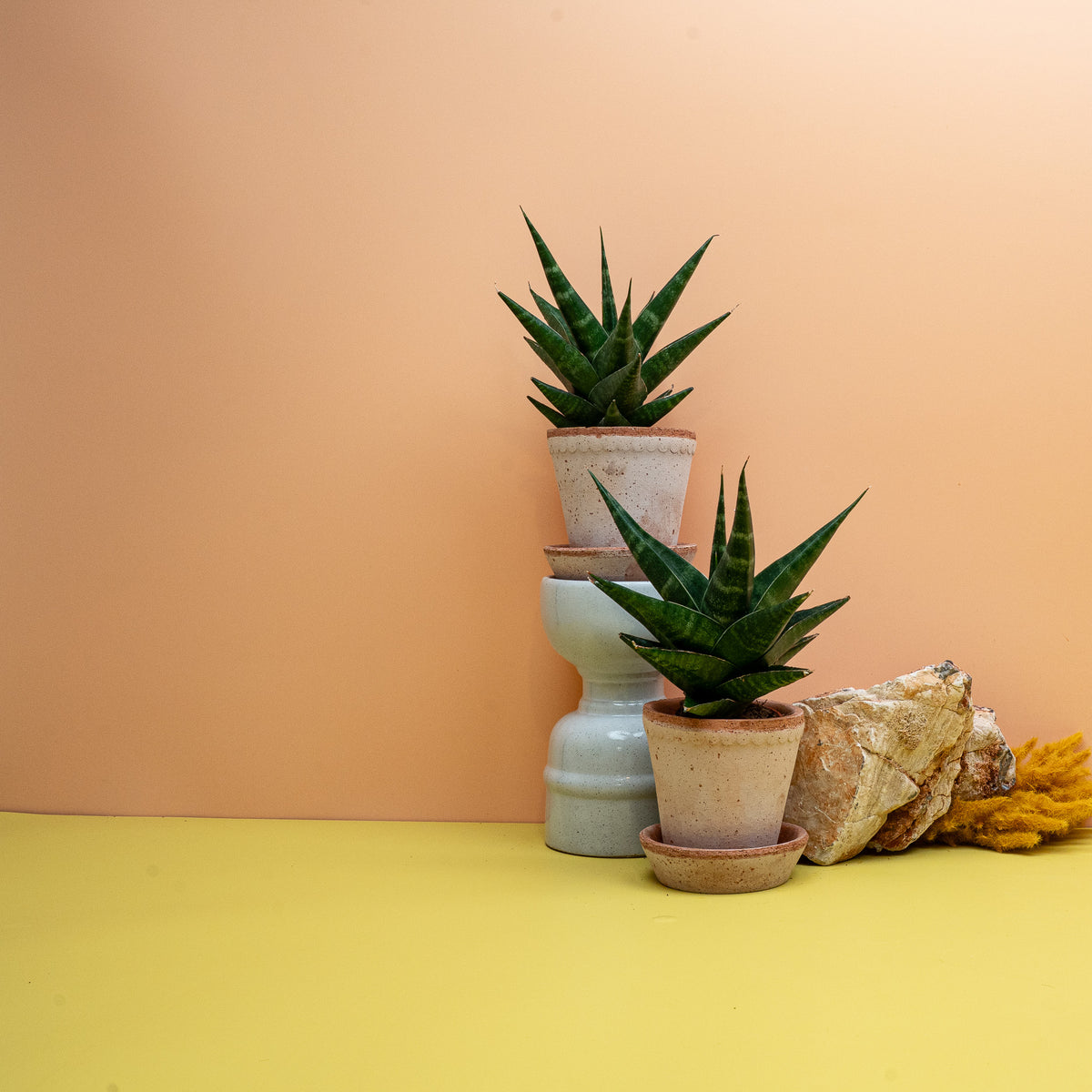 SANSEVIERIA KABATO