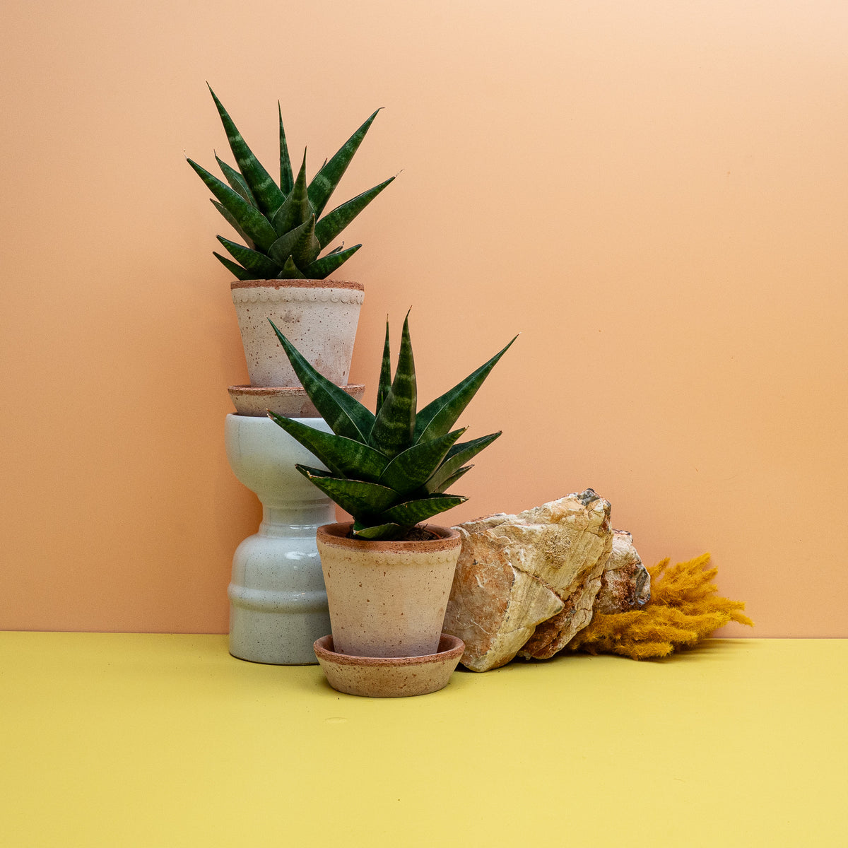 SANSEVIERIA KABATO